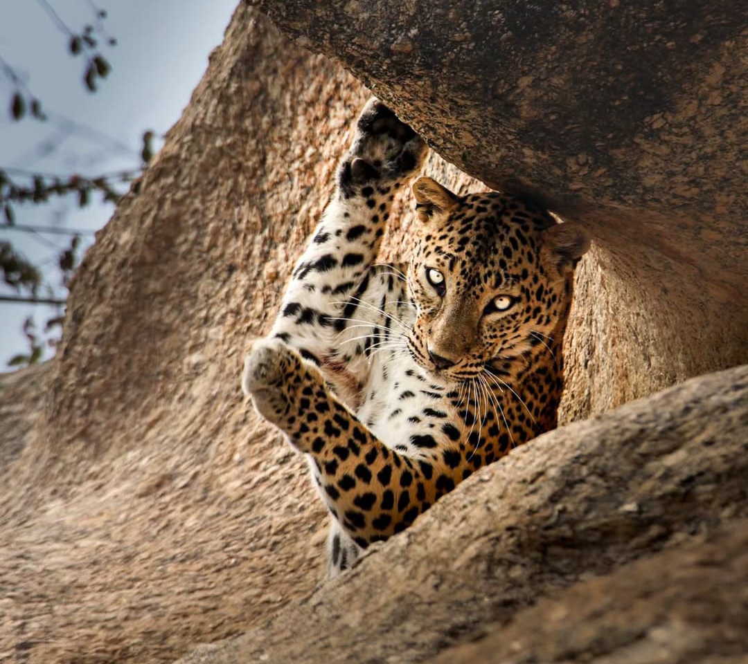 Jawai Safari