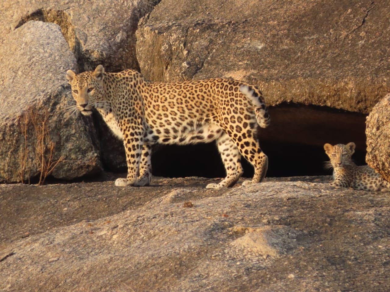 Full Day Safari